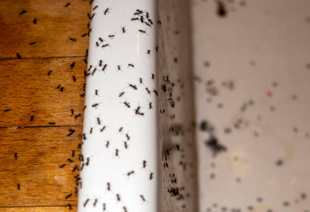 Best Local Pest Control Services  in Mauldin, SC