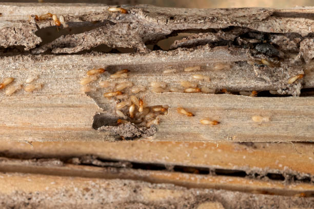 Best Pest Control for Businesses  in Mauldin, SC